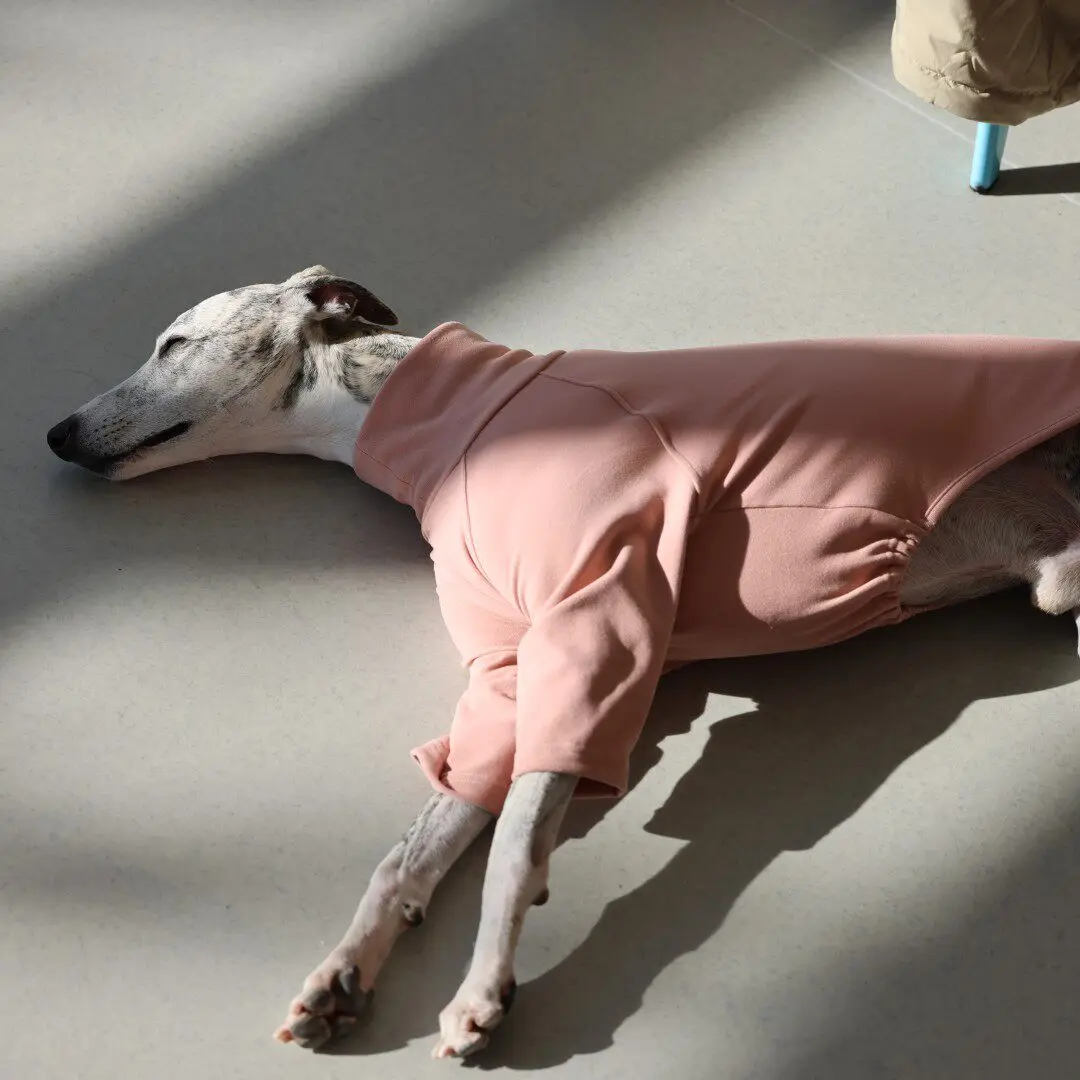 Camiseta cuello alto para galgo, whippet y saluki – Ropa primavera - imagen 5