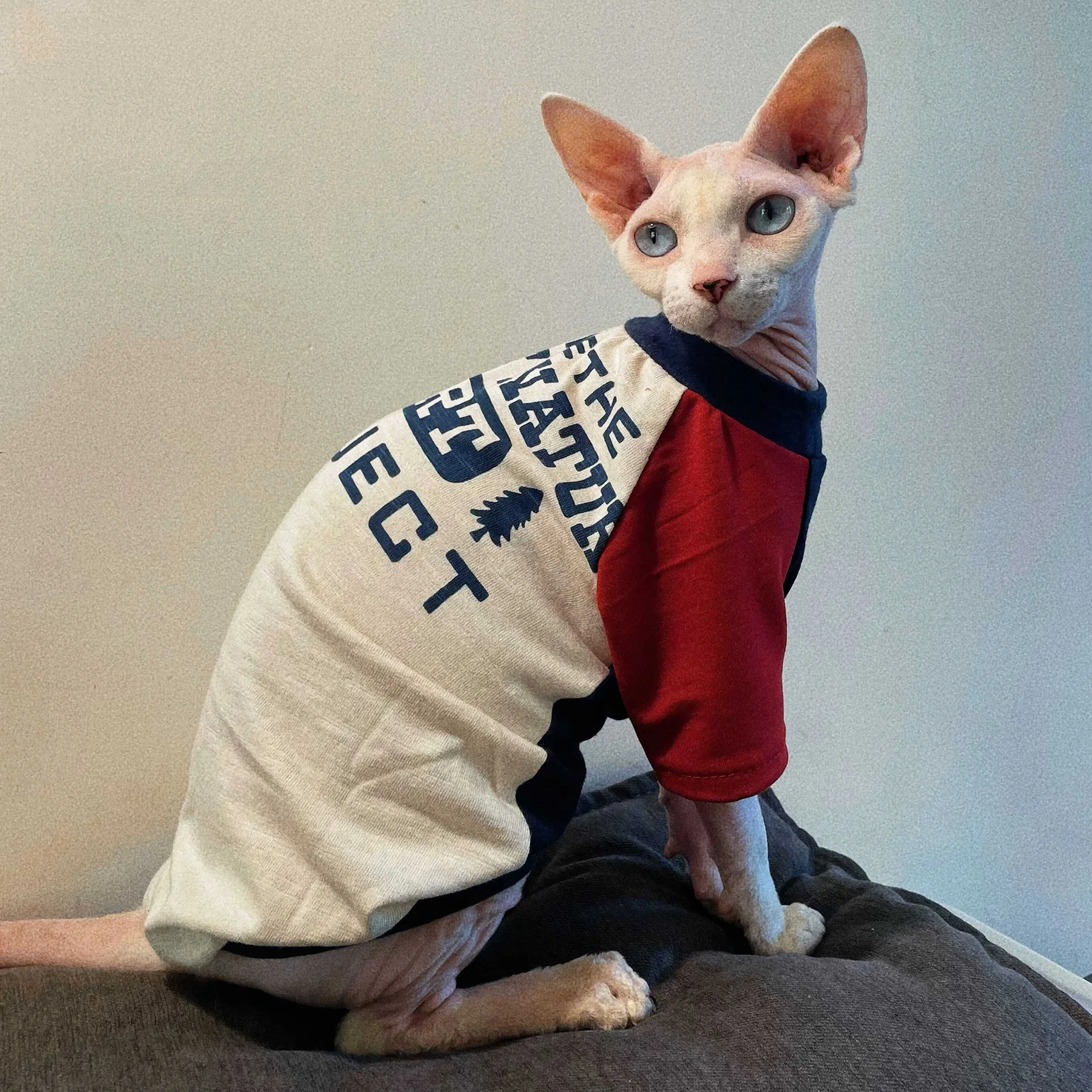 Abrigo de algodón suave para gato Sphynx, camiseta de manga larga con letras de dibujos animados para gatos, sudadera roja para pijamas Devon Rex para gatitos - imagen 3