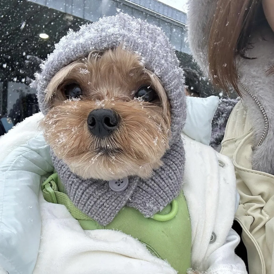 INS-Sombrero de punto con cubierta cálida para mascotas, decoración para perros pequeños, accesorios para perros de peluche, otoño e invierno - imagen 4