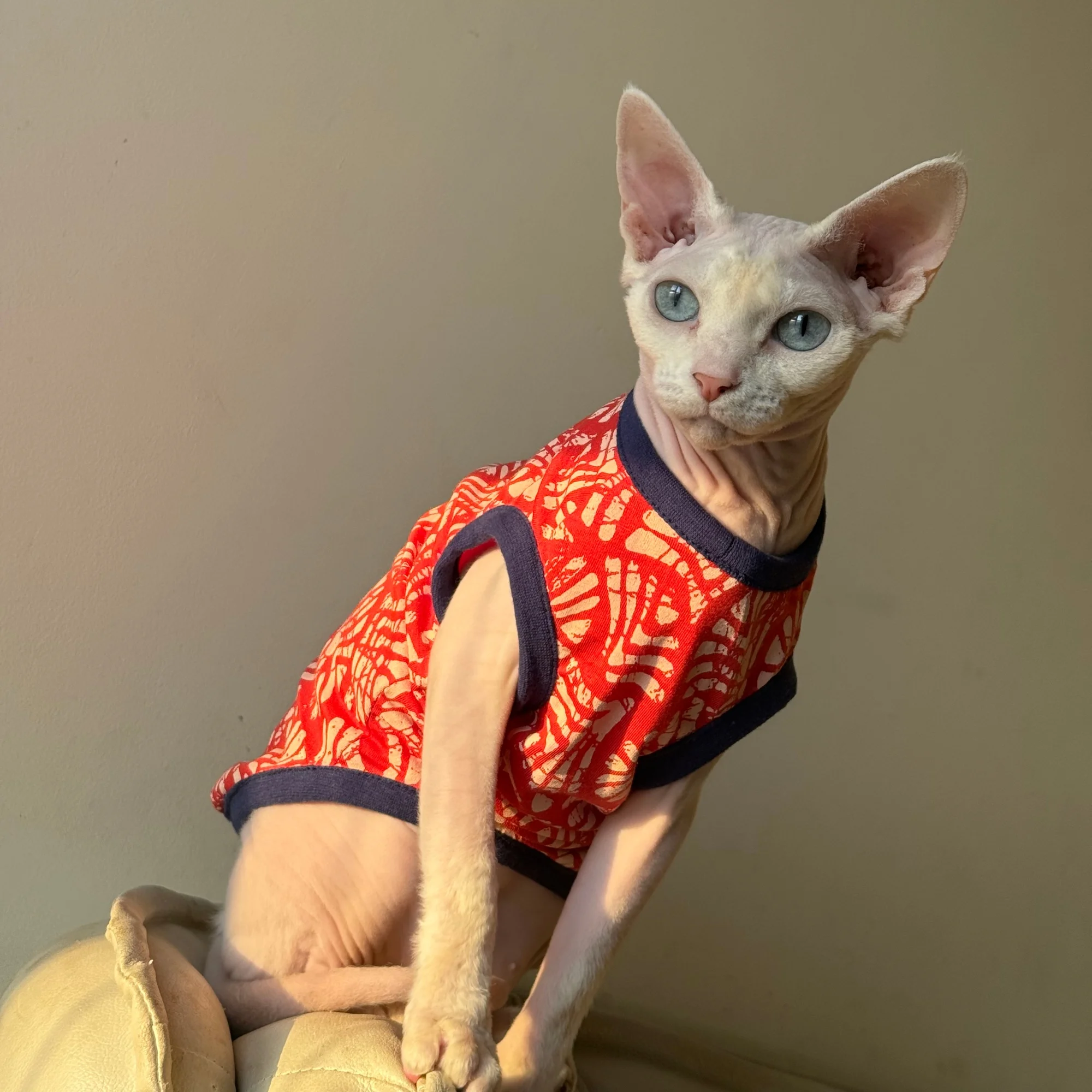 Ropa para gatos Sphynx y Devon Rex: camisetas, pijamas y abrigos - imagen 4