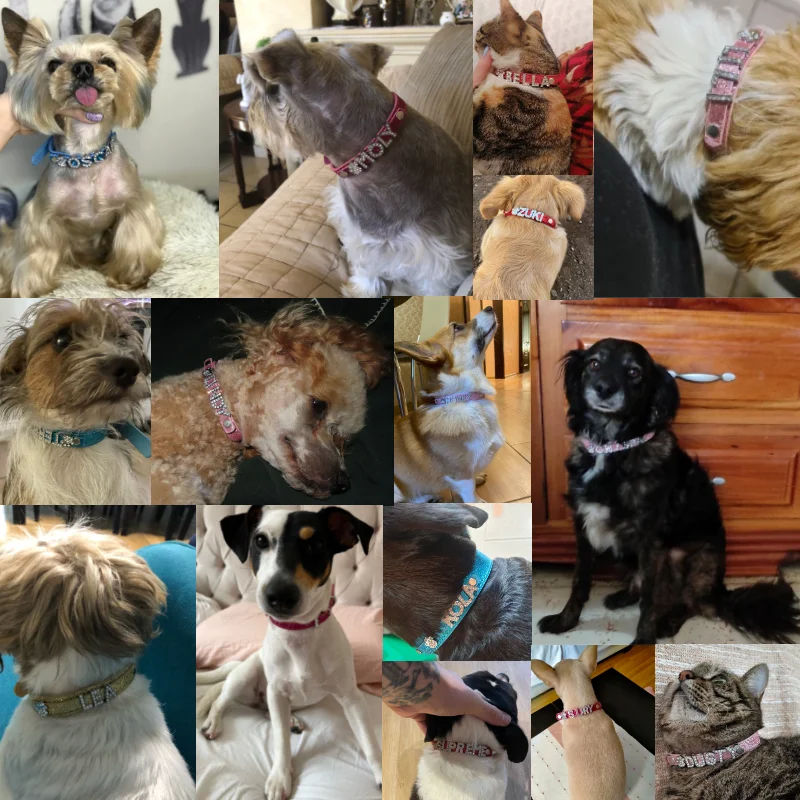 Collar grabado de cuero con diamantes para perro y gato – Personalizable - imagen 2