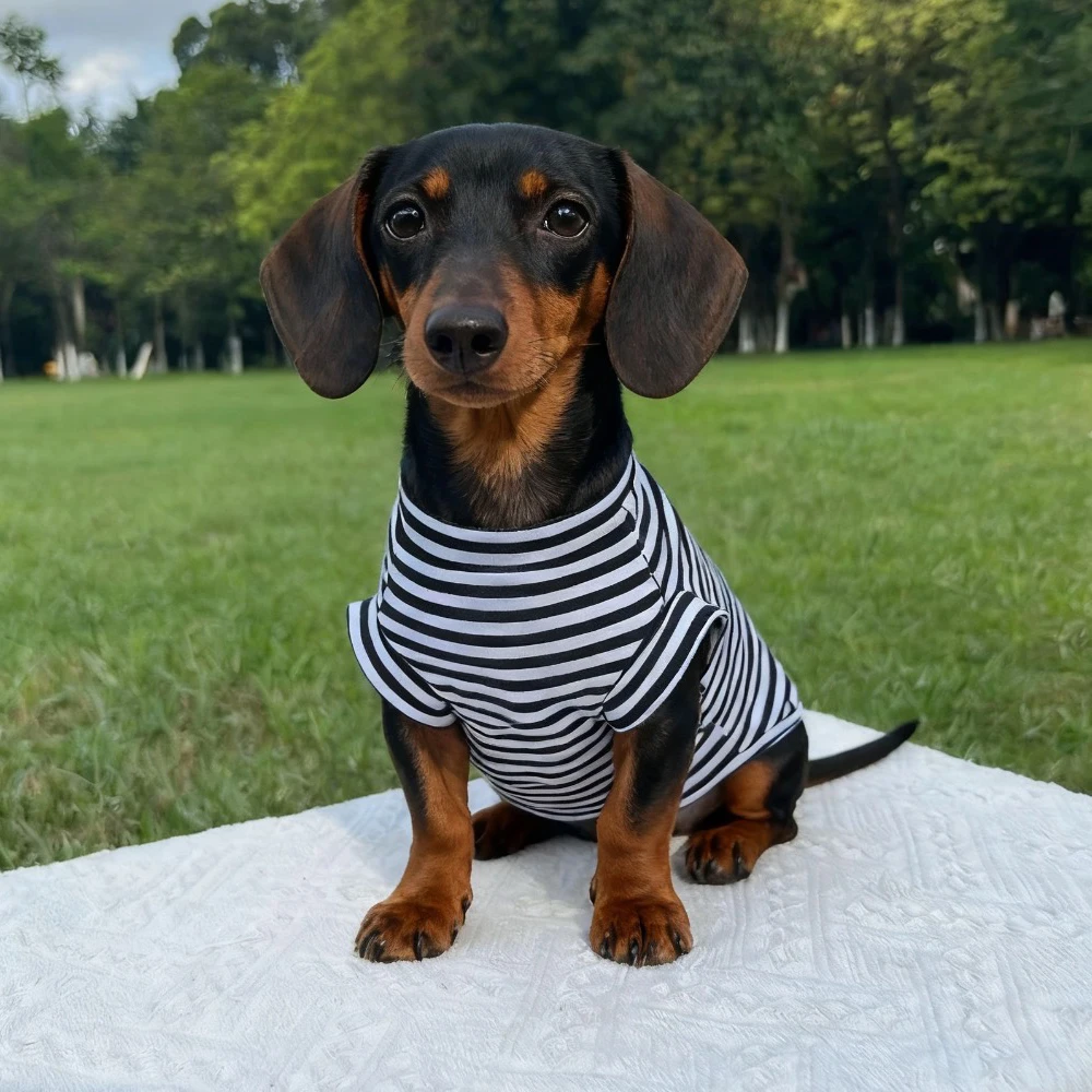 Camiseta de manga corta de algodón a rayas para perros pequeños Wiener, sudadera cálida para perros en miniatura, mono suave para perros de tejón - imagen 4