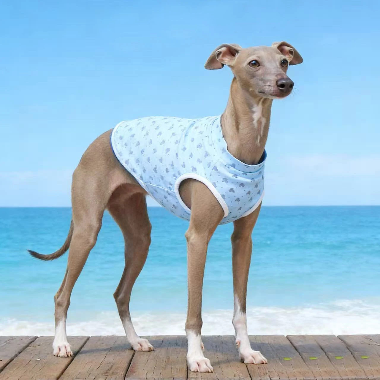Camisa suave de algodón para perros Whippet y Galgo Italiano