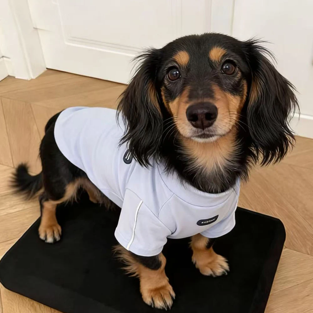 Abrigo reflectante para perros Dachshund – Primavera - imagen 3