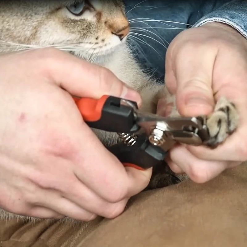 Cortaúñas para perros y gatos, cortaúñas para dedos de los pies, tijeras recortadoras, herramientas de aseo para animales, gatos, perros, conejos, suministros para mascotas