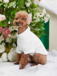 Ropa para perros pequeños y gatos: camiseta sin mangas, chaleco – Boda