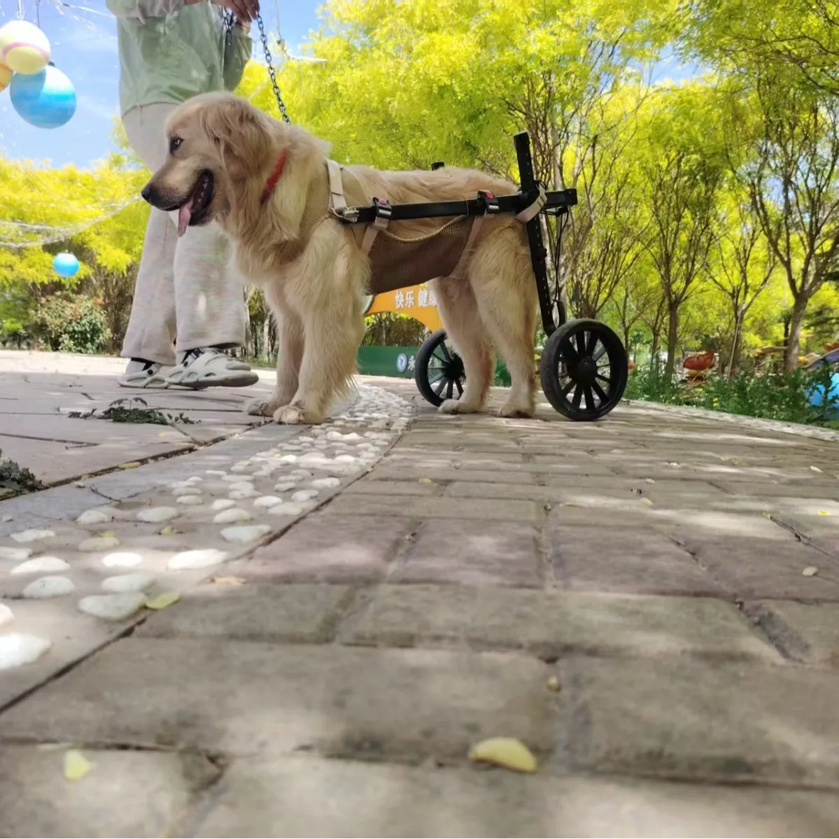 Silla de ruedas para perros medianos y grandes - Carrito de movilidad - imagen 4
