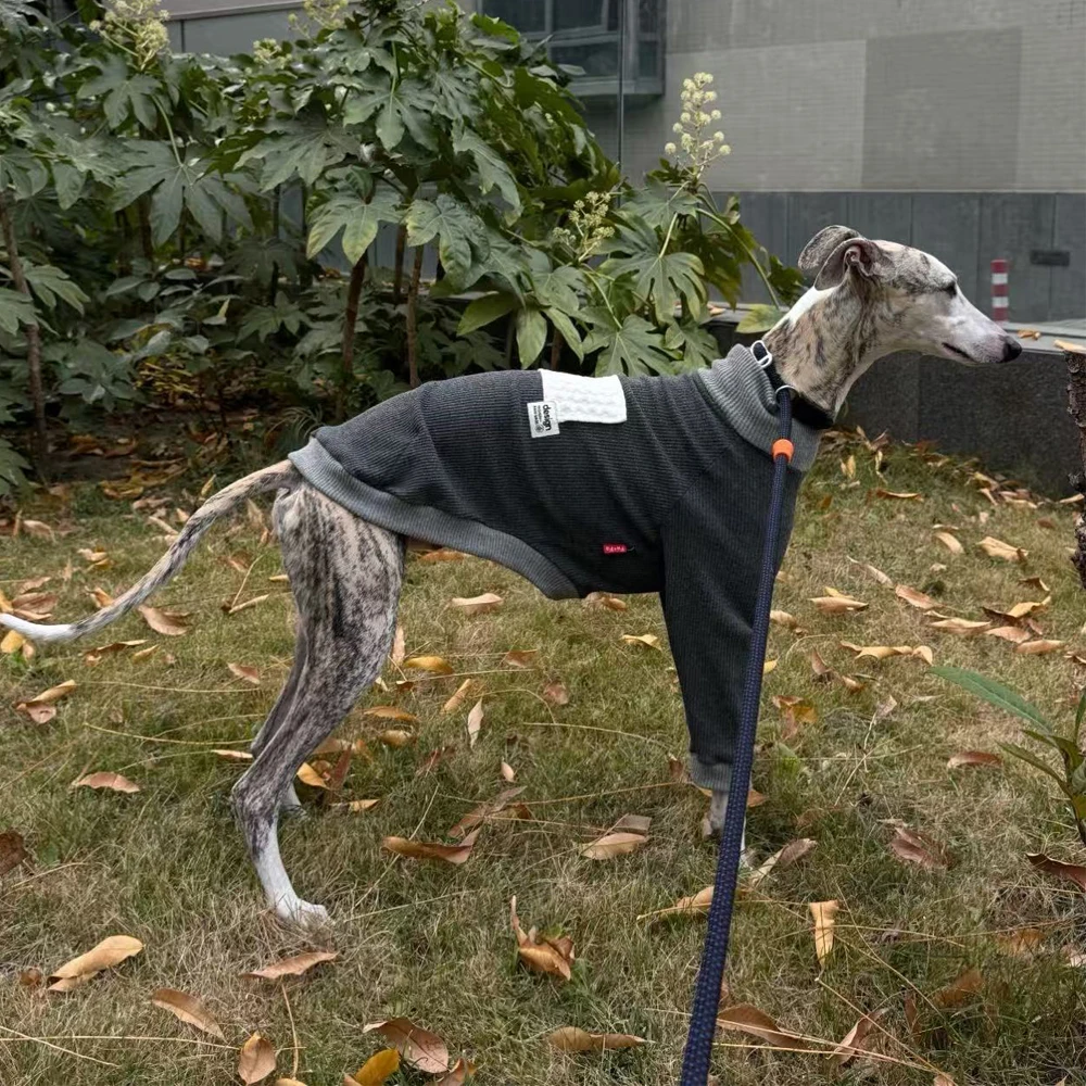 Camiseta gris de algodon cuello alto para perros galgo y Whippet - imagen 4