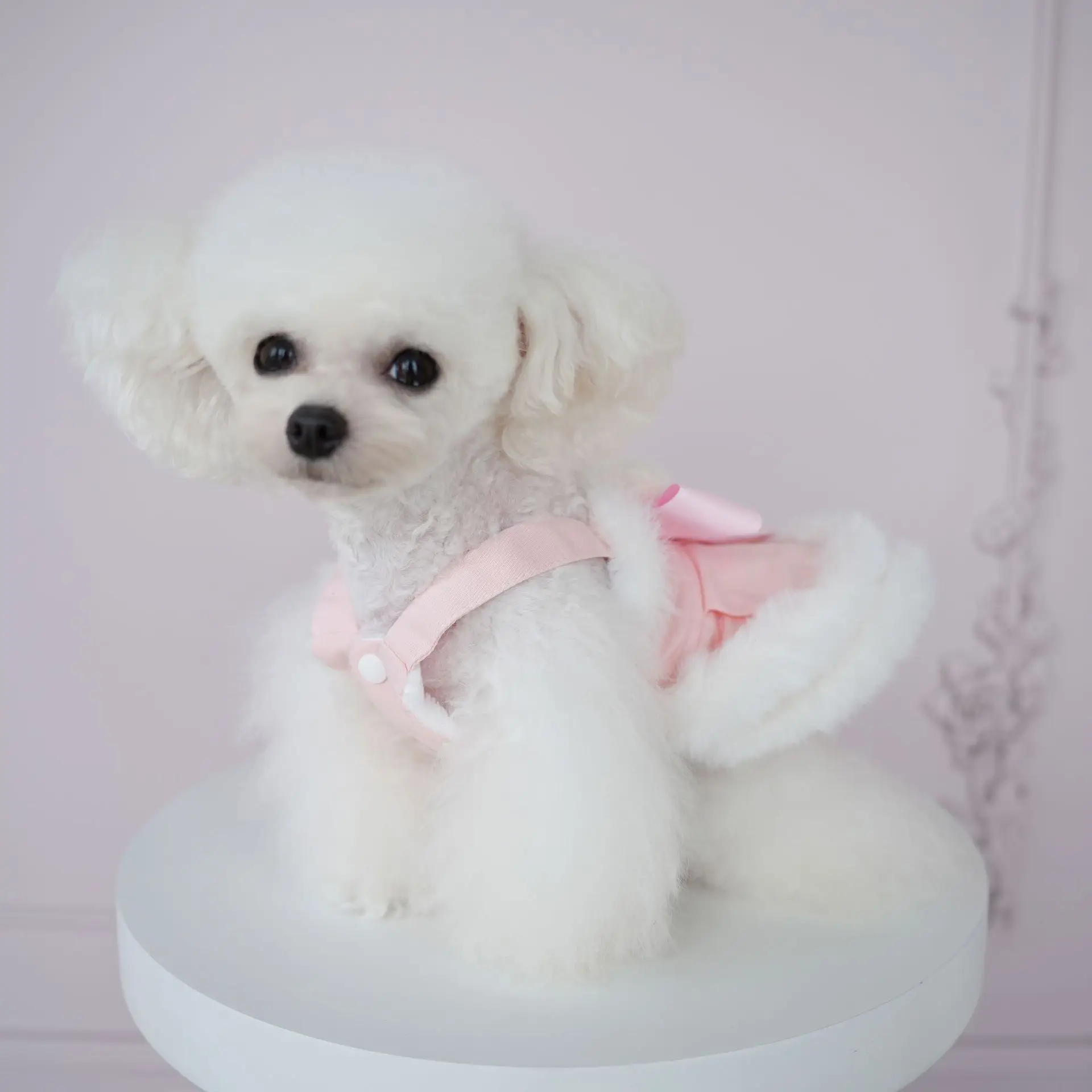 Vestido de tirantes de encaje de felpa para mascotas, abrigo de oso lindo, falda de oso de lana, ropa de cachorro de oso de peluche para perros pequeños, Otoño e Invierno - imagen 4