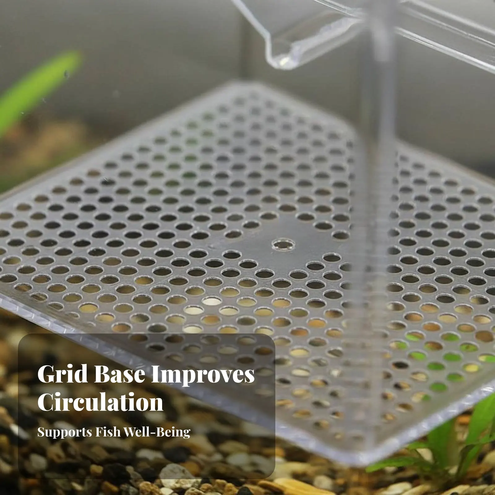 Contenedor de cría para guppys – Caja flotante con malla doble - imagen 3