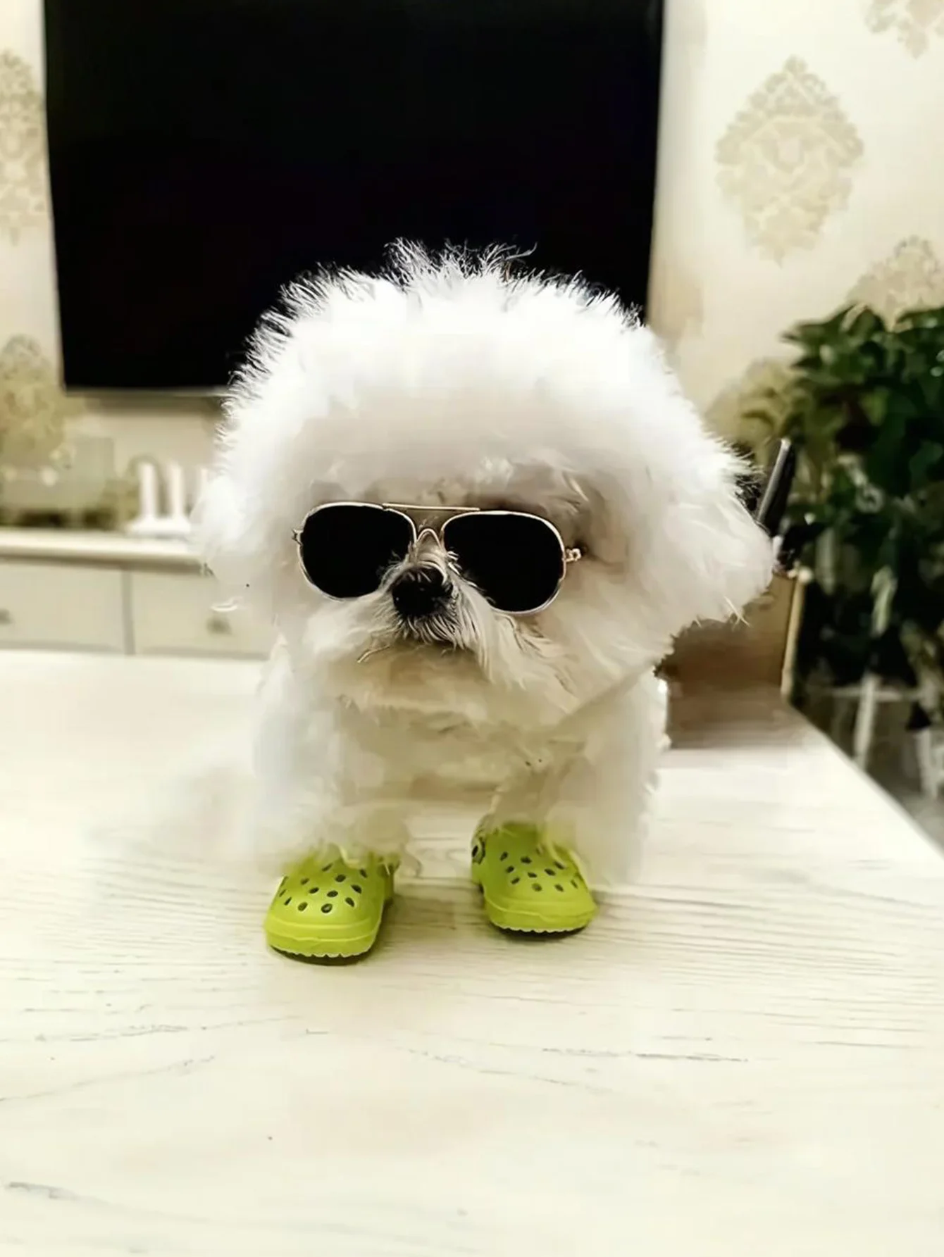 Zapatos antideslizantes transpirables para perros pequeños y gatitos - imagen 4