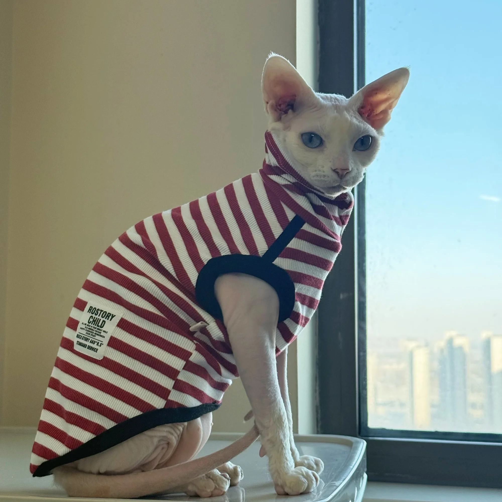 Camiseta cuello alto para gatos Sphynx y Devon Rex – Rojo y negro - imagen 4
