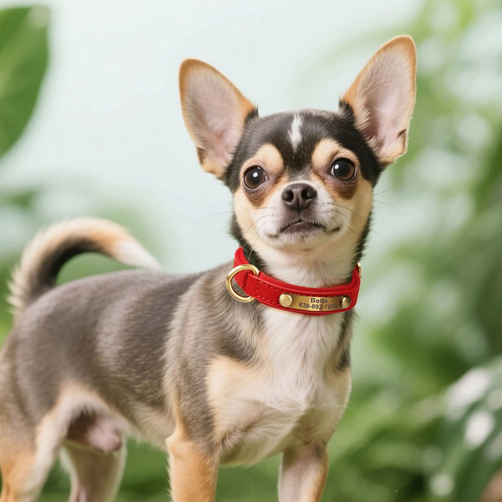 Collar de perro personalizado, collares acolchados suaves para perros, etiqueta de identificación antipérdida para perros pequeños, medianos y grandes, Pitbull Bulldog Beagle Perro - imagen 5