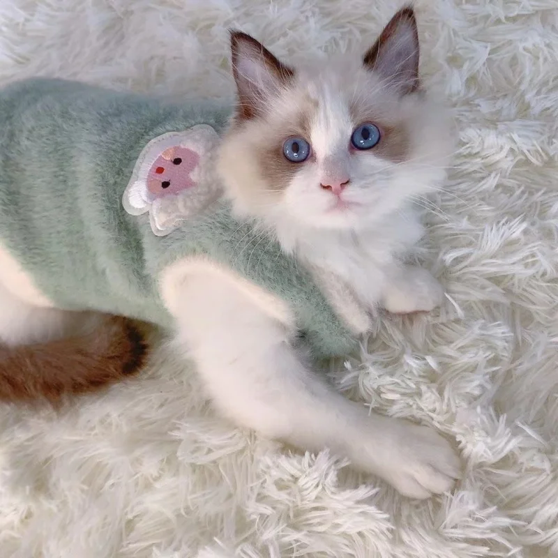 Gato con prenda ligera