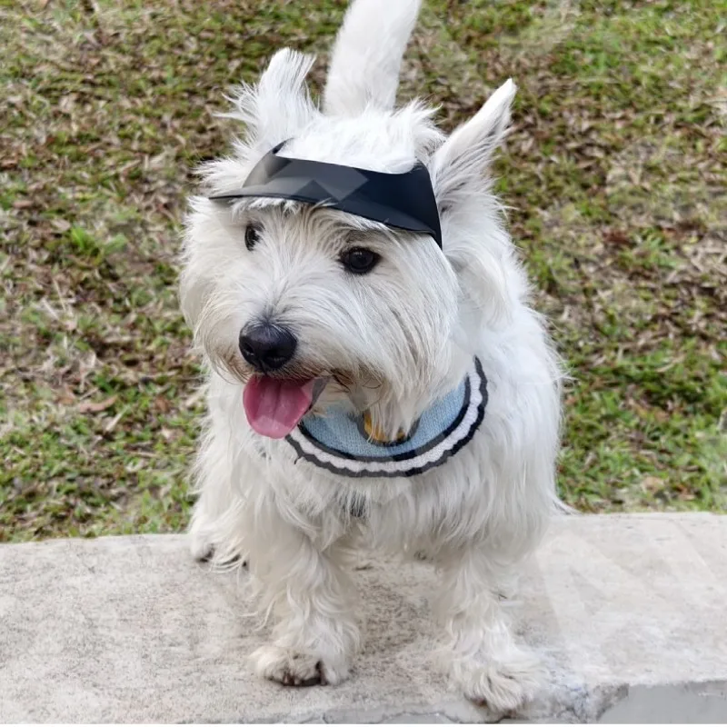 Sombrero de sol de plástico para mascotas, visera de protección solar con orejas expuestas para perros pequeños al aire libre, productos de decoración para senderismo, accesorios, gorras - imagen 4