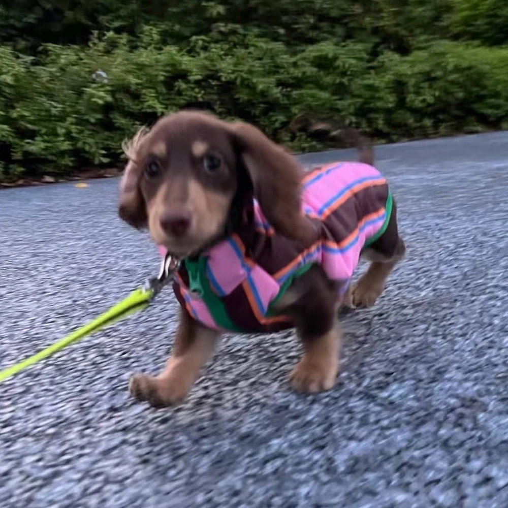 Chaqueta para perros salchicha con sombrero - abrigo calido ligero - imagen 4