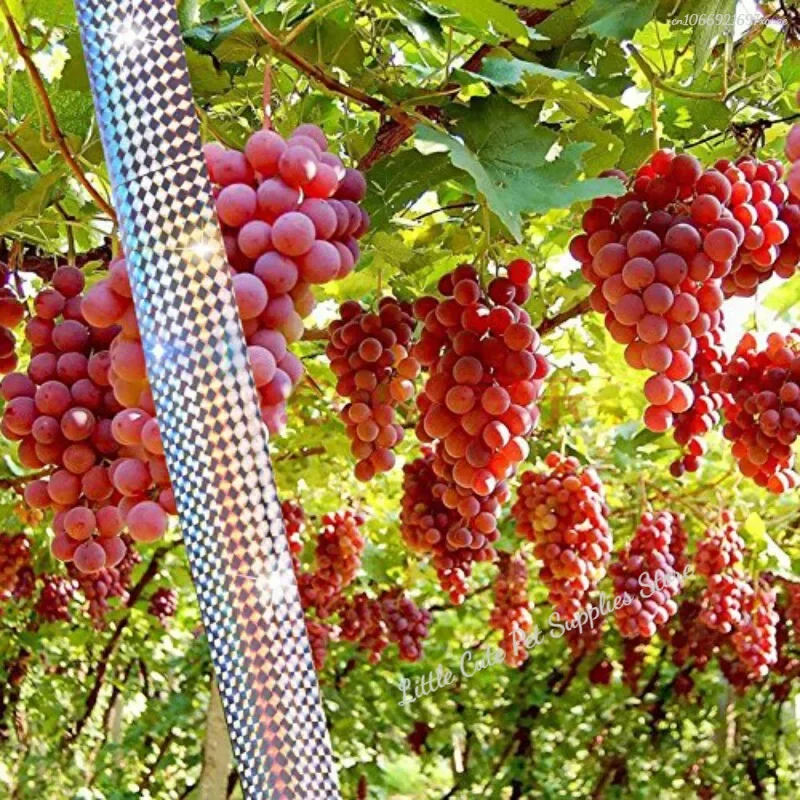 Cinta para asustar pájaros, cinta antiaves, cinta reflectante de doble cara para asustar a los pájaros, zorro, palomas, cintas repelentes - imagen 3