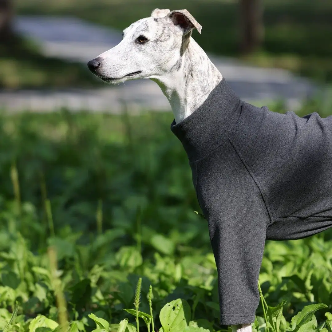 Camiseta suave para Galgo Italiano y Whippet – Invierno y primavera - imagen 5