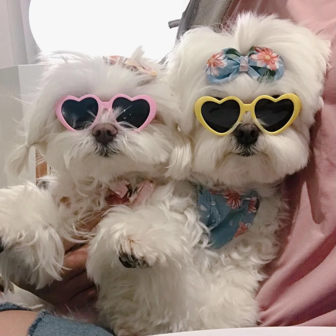 Ins-gafas de sol coreanas con protección UV para mascotas, accesorios creativos para perros pequeños y gatos - imagen 2