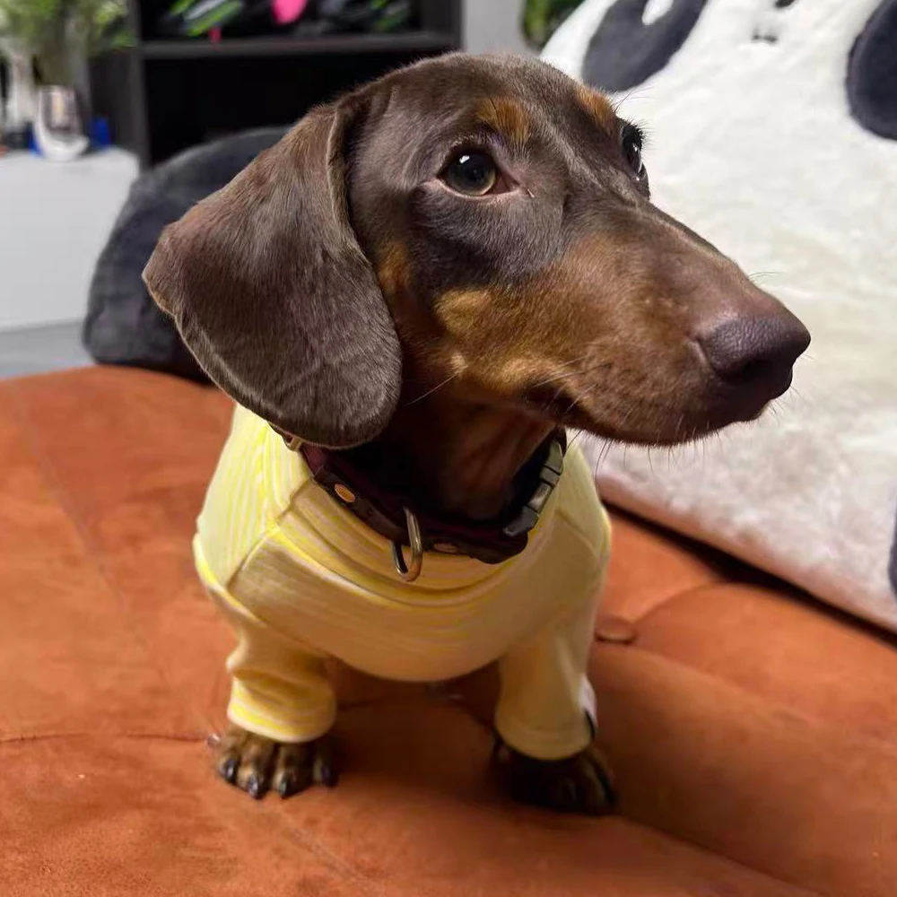 Pijama para Dachshund pequeño: suave y cálido, estampado zorro - imagen 4