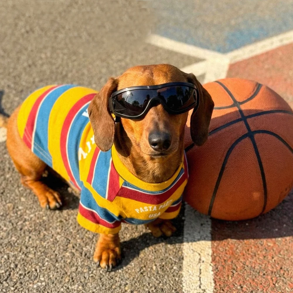 Camiseta manga larga de algodón para perros salchicha – primavera - imagen 5