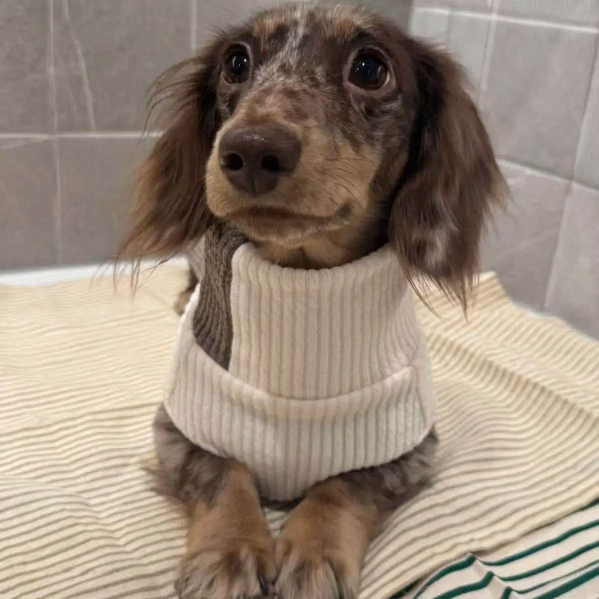Suéter cuello alto para perro salchicha - Jersey cálido para perro pequeño - imagen 2