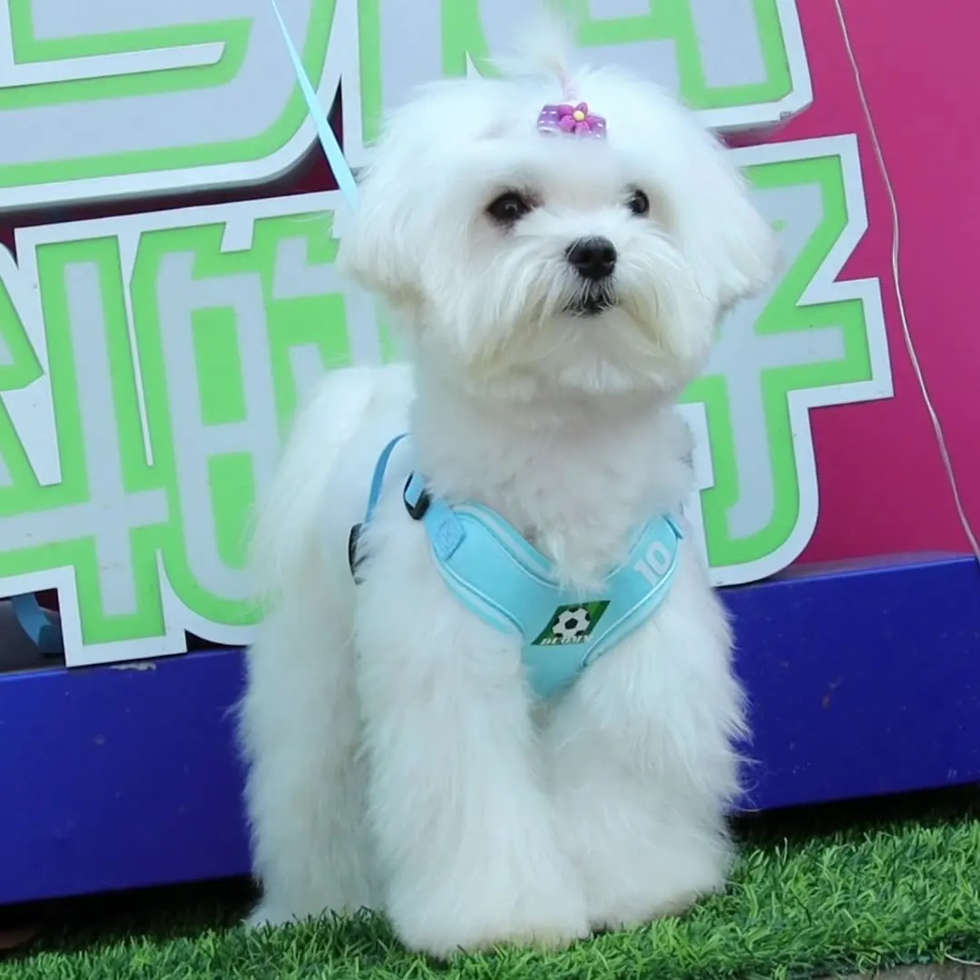 New Dog Harness Vest for Small Dogs Adjustable Reflective Pet Leash Set Cute Cartoon Design No Pull Soft Padded Walking Gear - imagen 2