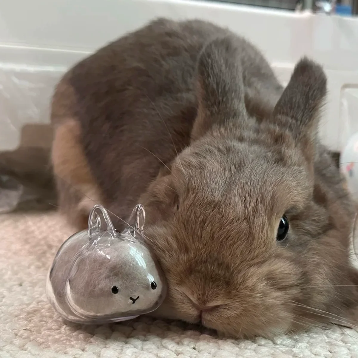 Botella de recuerdo de pelo de conejo transparente, cápsula de almacenamiento de pelo de mascota, llavero, regalo pensativo para amantes y propietarios de conejos - imagen 4