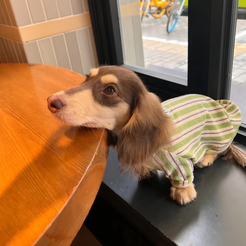 Sudadera de rayas verdes para perros Wiener, abrigo suave de otoño e invierno para perros salchicha, pijamas de lana cálidos para perros de tejón - imagen 3