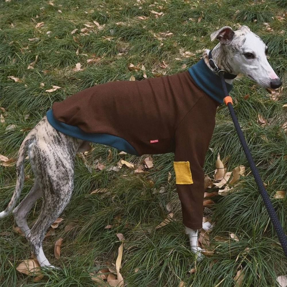Jersey elástico de algodón para galgo italiano – Primavera