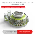 60 bird Eggs dual