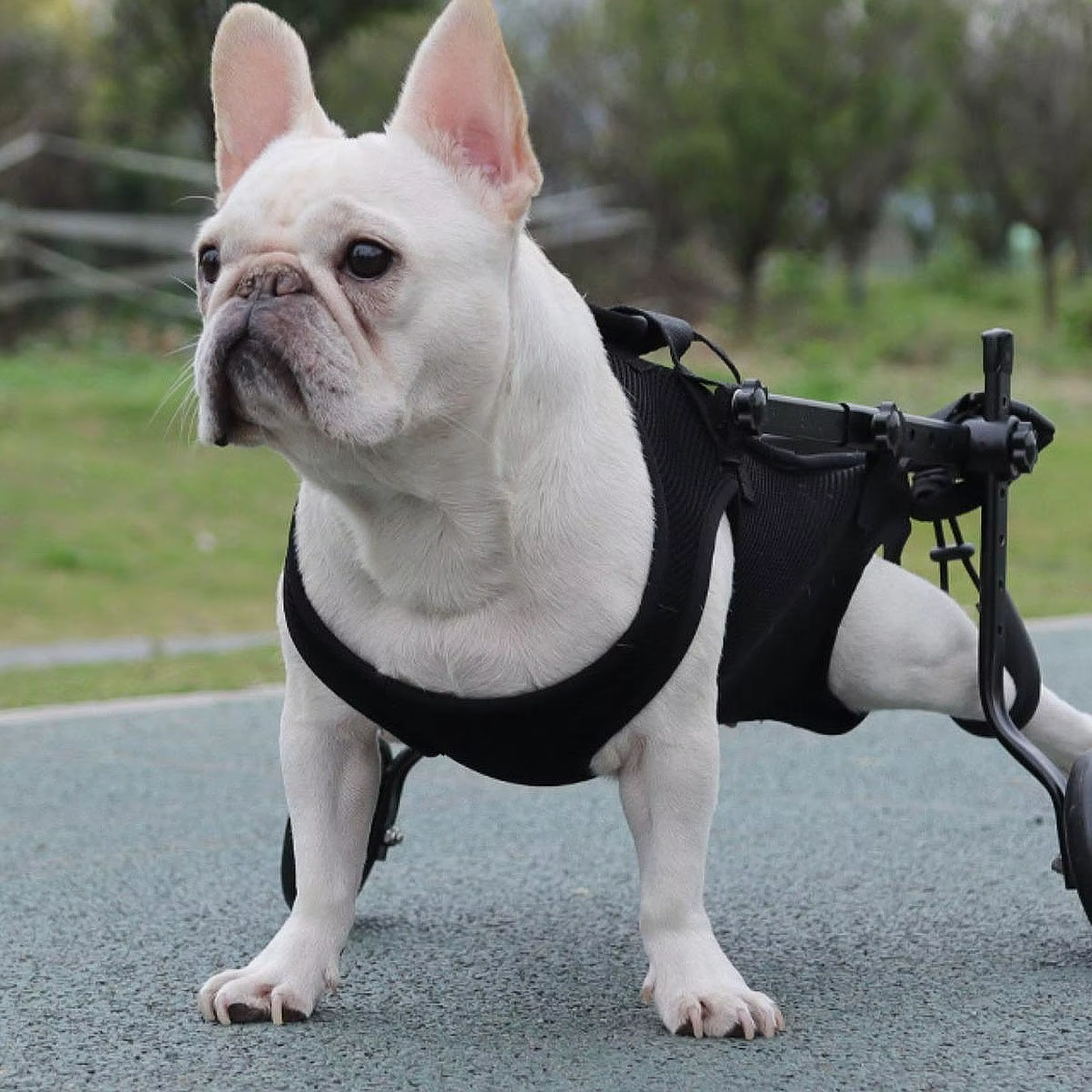Arnés de elevación para perros y gatos – Chaleco ortopédico de paseo - imagen 5