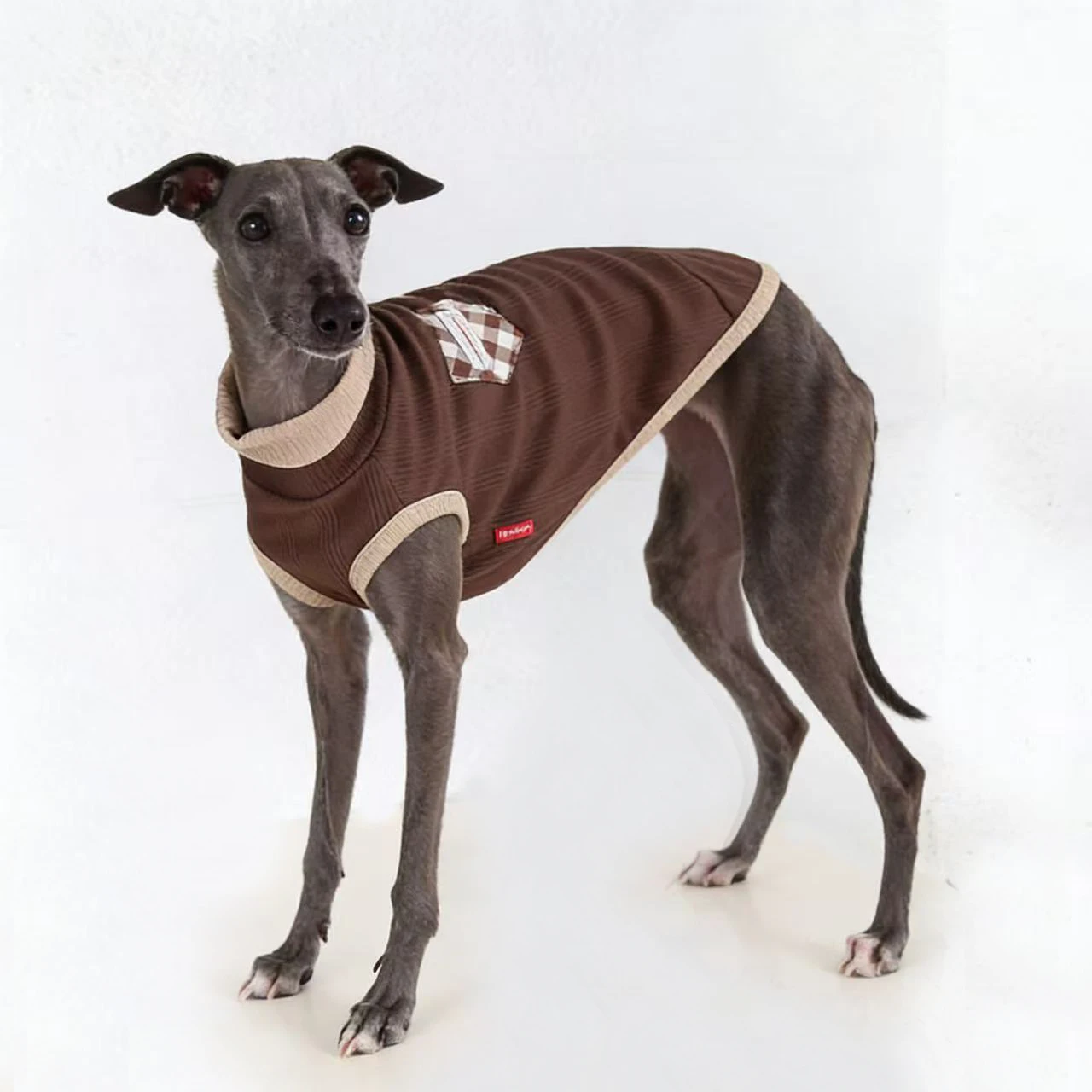 Camiseta algodón para Galgo Italiano y Whippet – Jersey primavera - imagen 2