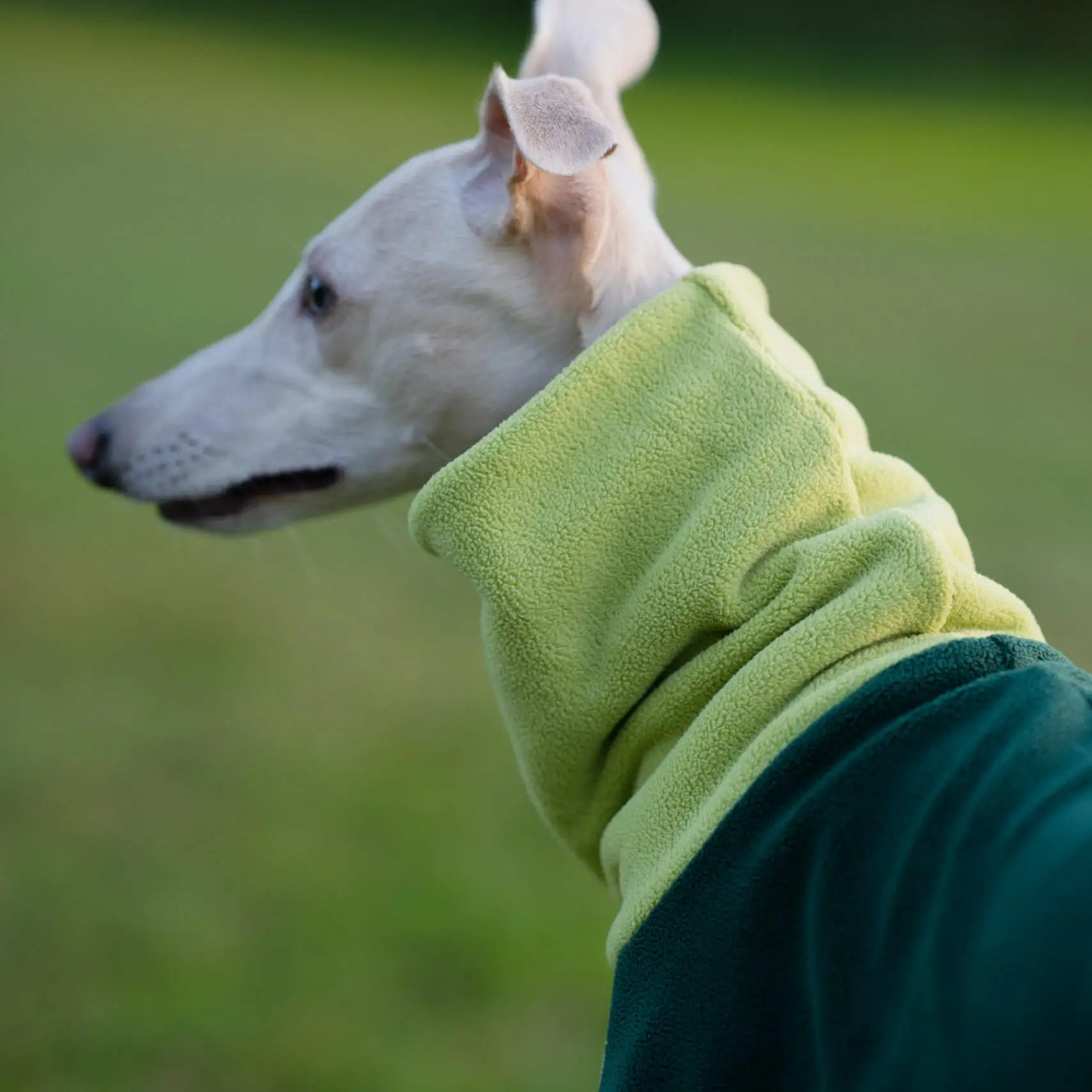 Suéter forro polar verde cuello alto para Whippet y Galgo Español - imagen 3