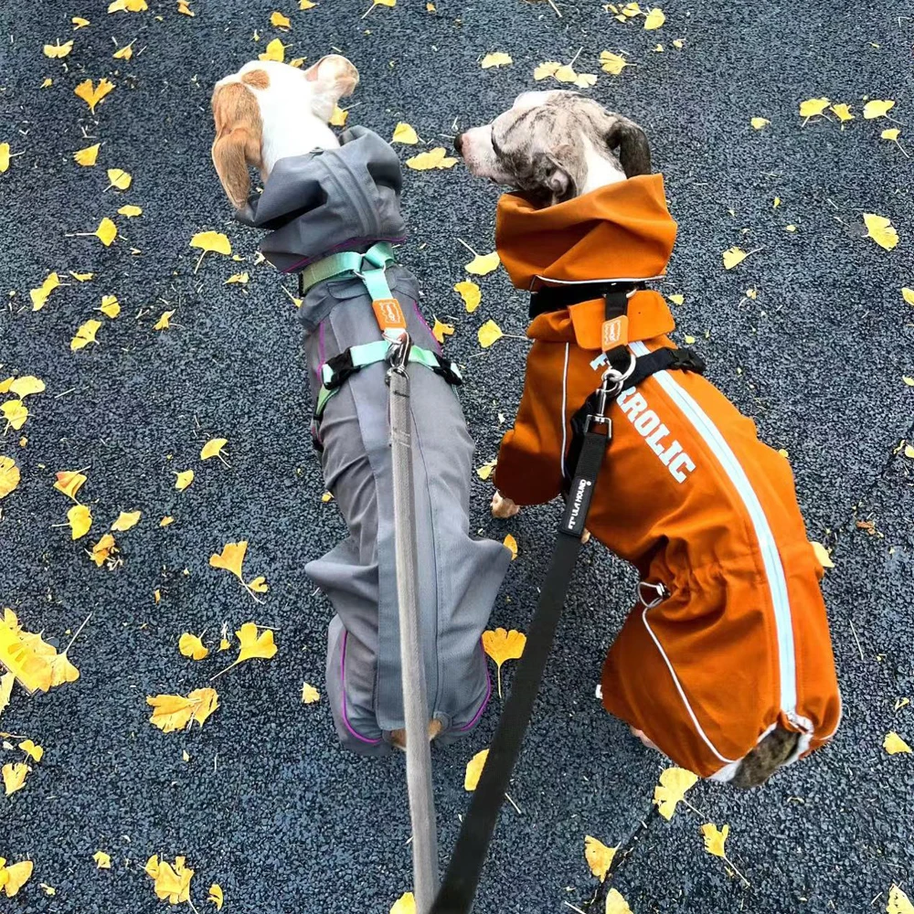 Chaqueta impermeable para perros naranja: Whippet y galgo italiano