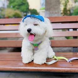 Sombrero protector solar para perro y gato – Gorro con agujeros