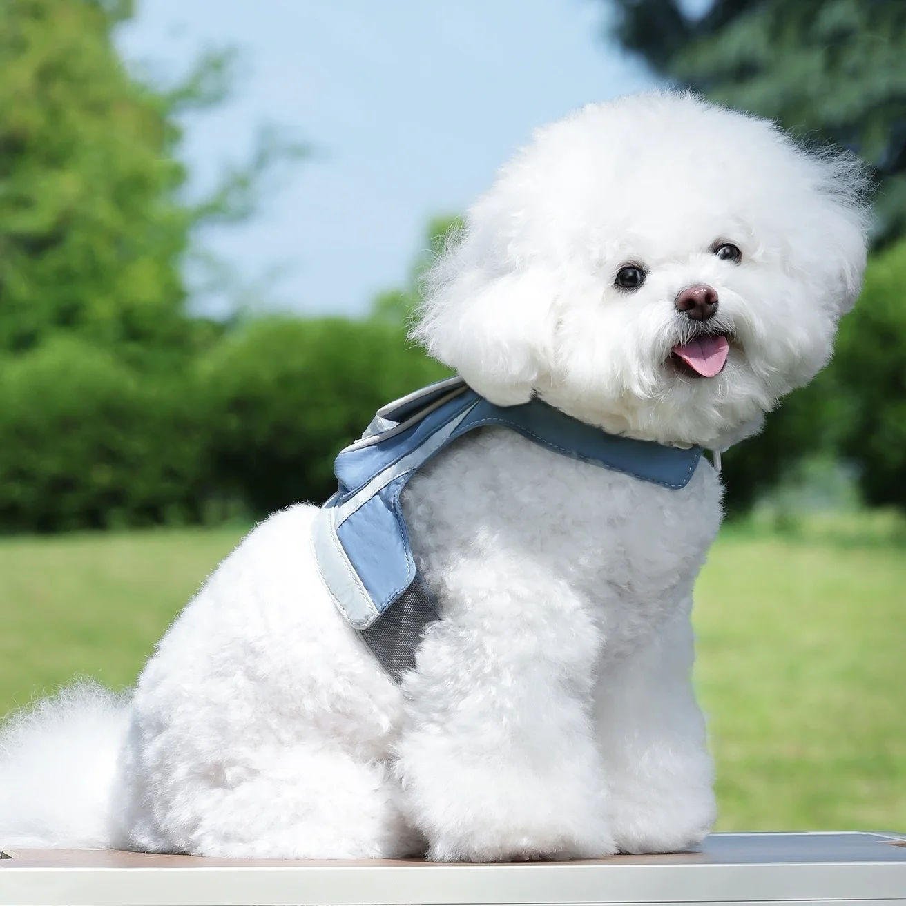 Chalecos para perros al aire libre para perros pequeños y medianos como Bichon Frise Corgi Schnauzer ropa para mascotas con mochila ropa para mascotas - imagen 2