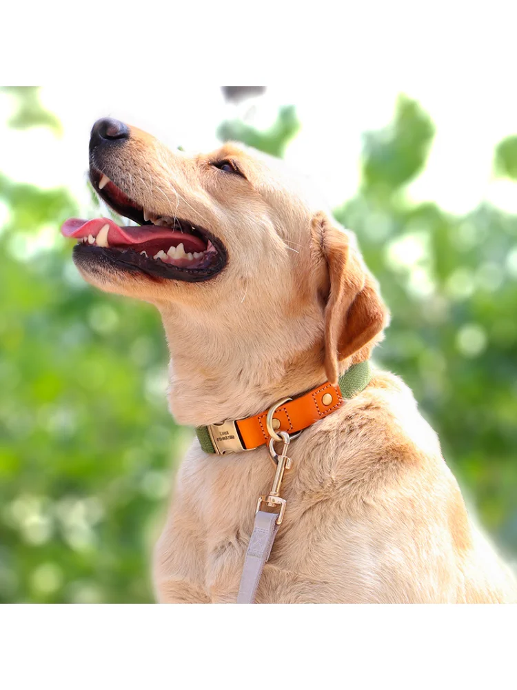 Conjunto de correa de nailon para perros, Collar de cuero con etiqueta de identificación para mascotas, cuerda de plomo para caminar de 5 pies para perros Pug - imagen 2