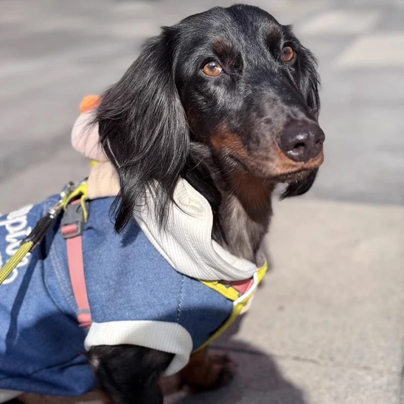 Camisa vaquera de moda, chaqueta de primavera y otoño para perro salchicha con capucha, ropa de tejón para mascotas, traje XS XL para abrigo para cachorros de medios pequeños - imagen 2