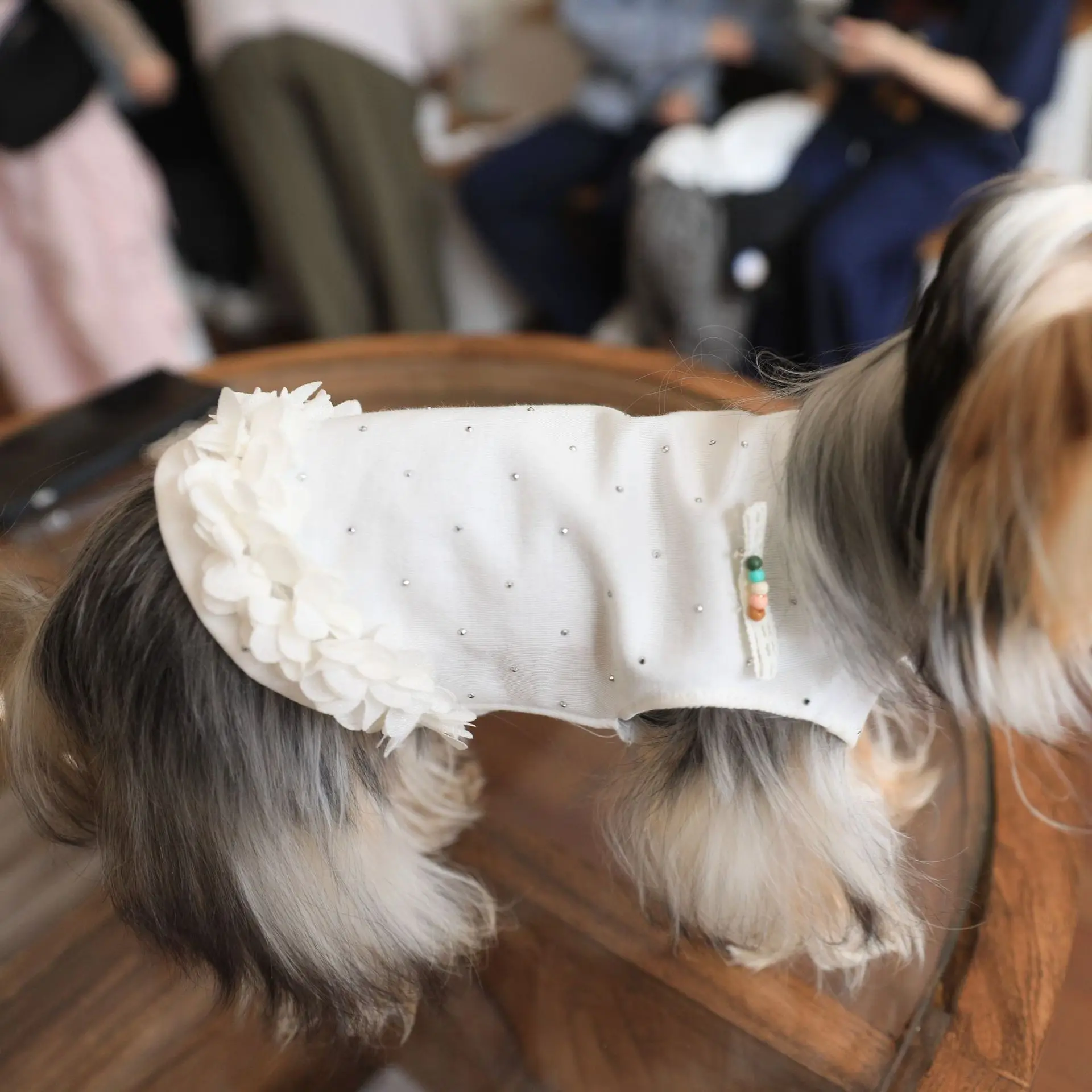 Camisa básica de Color sólido para mascotas, camiseta para gatos, dobladillo de encaje, vestido para perros y gatos, vestidos para perros pequeños, ropa para cachorros - imagen 2