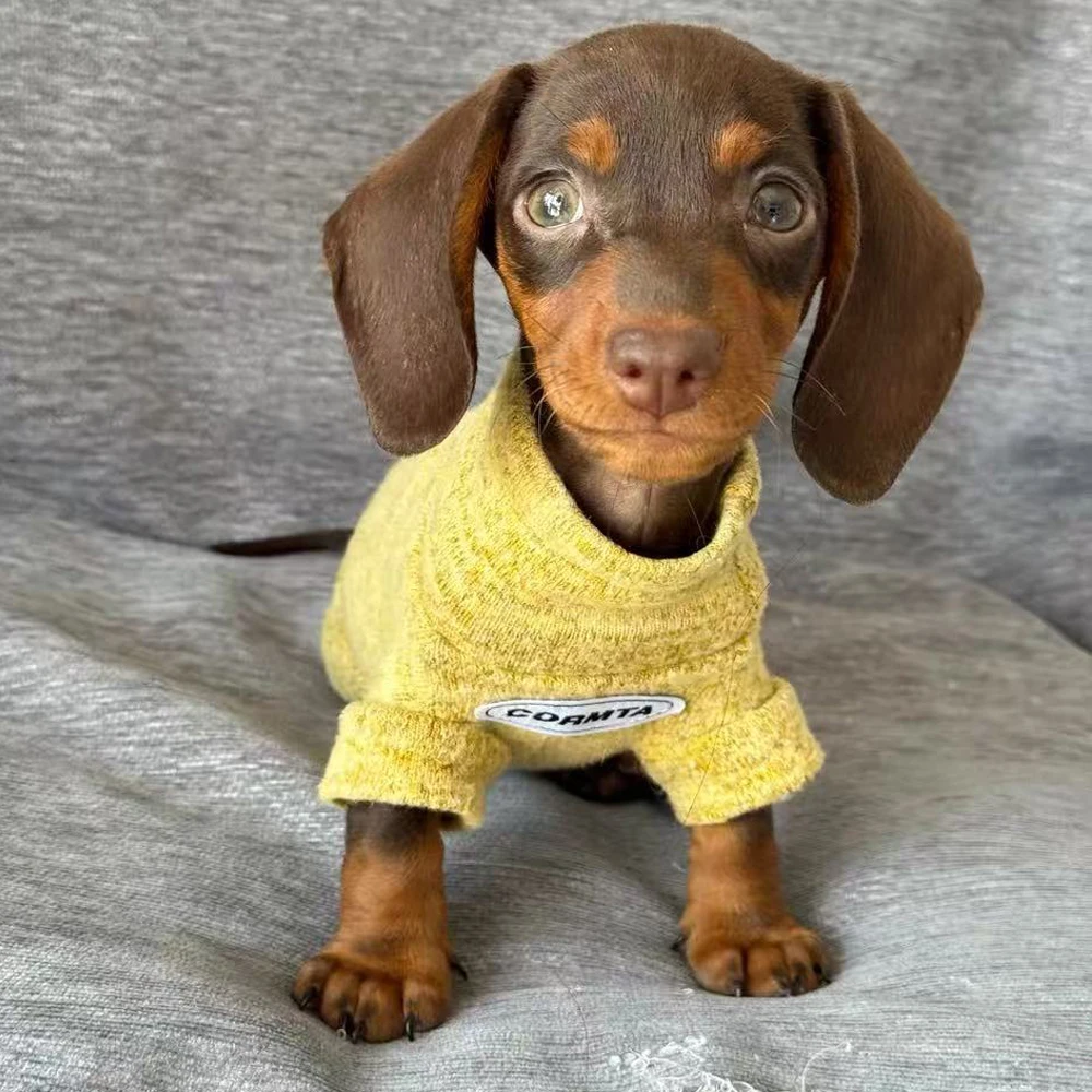 Suéter de lana para perros Wiener, camiseta interior suave para perros salchicha en invierno, abrigo cálido de manga larga para salchicha en miniatura - imagen 5