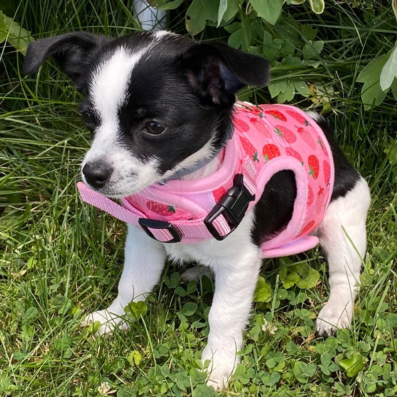 Arnés de malla ajustable de poliéster para gatos, chaleco para caminar, correa de plomo para cachorros, Collar para perros pequeños y medianos, accesorios para mascotas - imagen 4