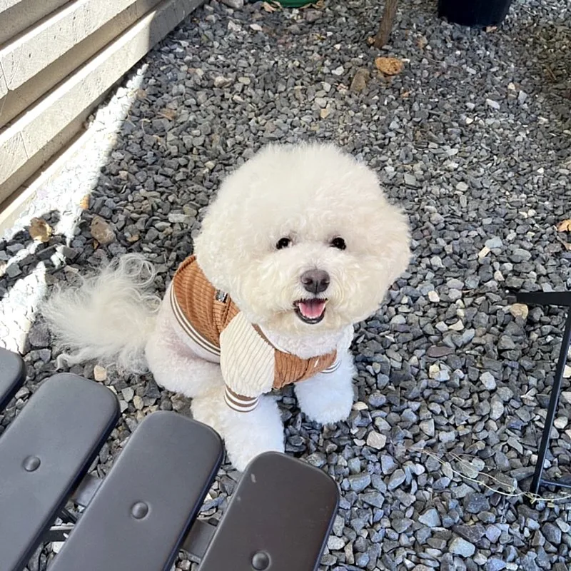 Ropa para perros Ins Wind, ropa de béisbol para otoño, gato de peluche, cachorro pequeño, ropa de otoño e invierno, productos para mascotas - imagen 3