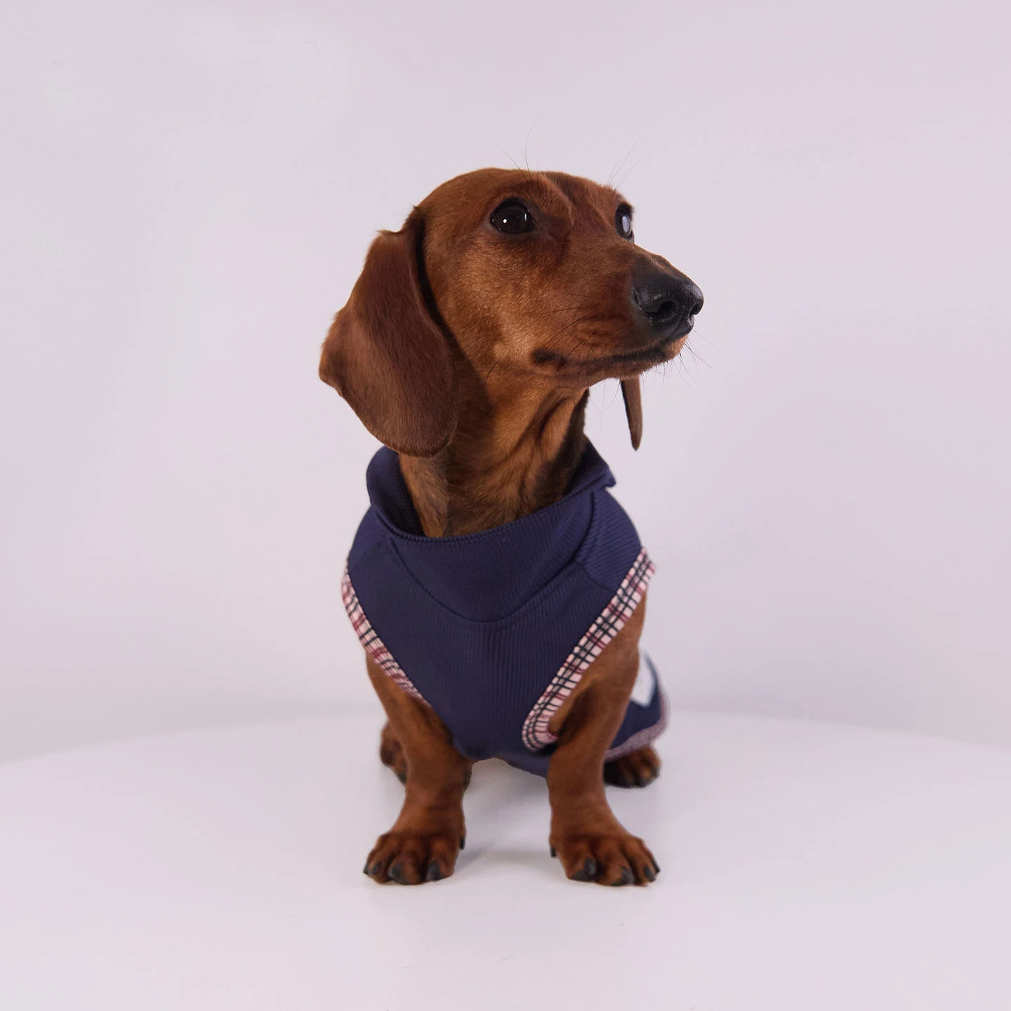 Vestido azul para perro salchicha – Colección preppy - imagen 2