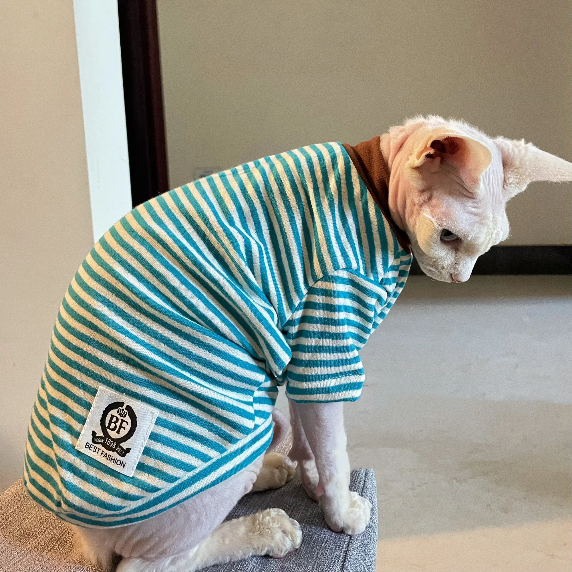 Camiseta algodón rayada azul gato Sphynx Devon Rex pijama de invierno - imagen 3