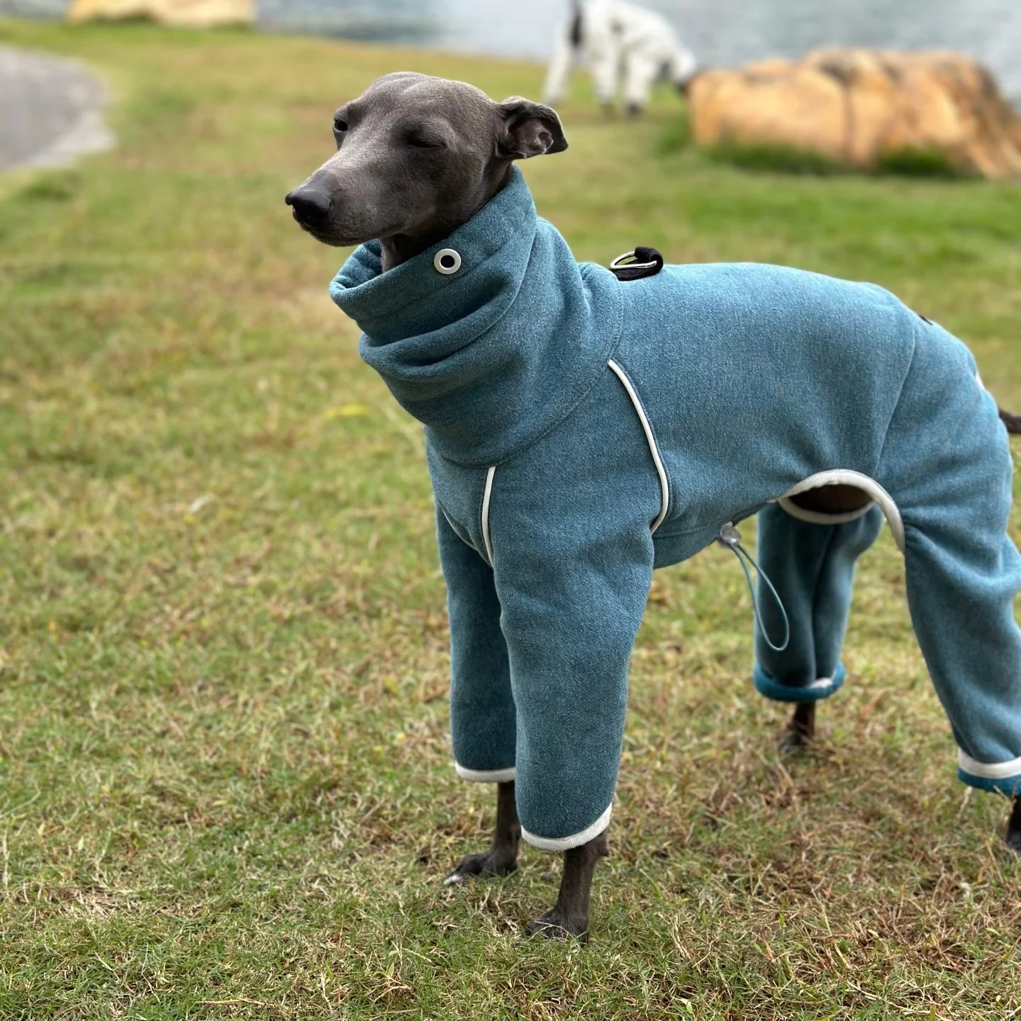 Sudadera de forro polar azul grueso para perros machos en invierno Abrigo con capucha ajustable de cuello alto de cuatro patas para galgos italianos Chaqueta blanca de manga larga para Whippet en día de nieve