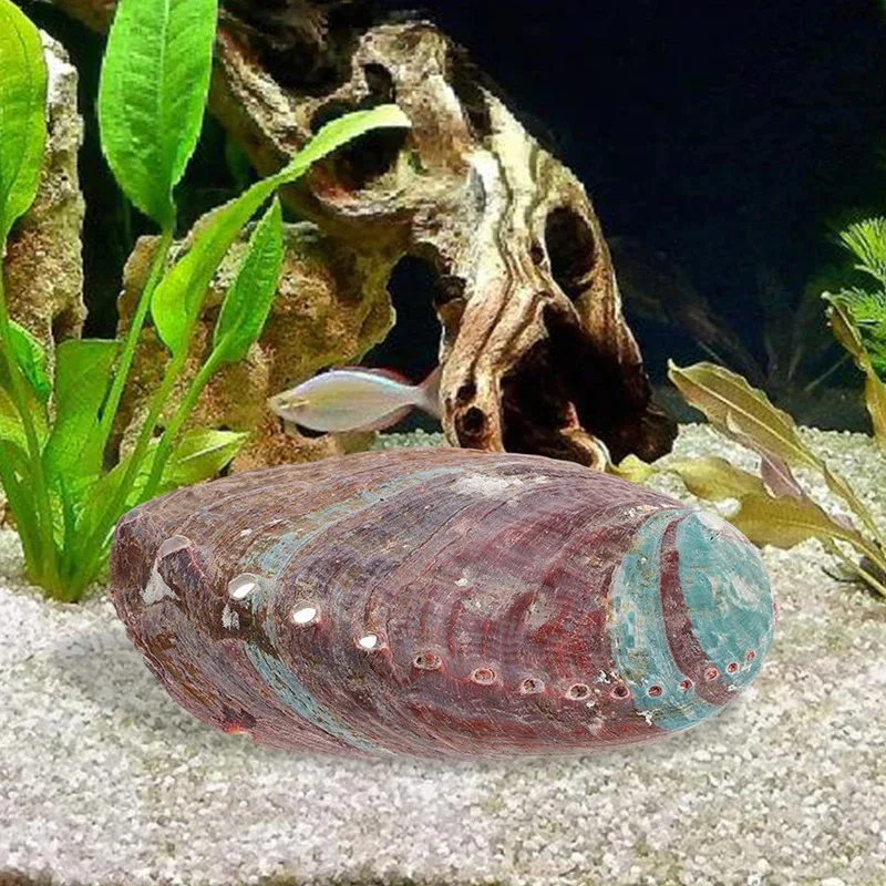 Decoración acuática de concha de abulón natural para pecera, adorno multiusos para hábitat de criaturas acuáticas, decoración encantadora para pecera