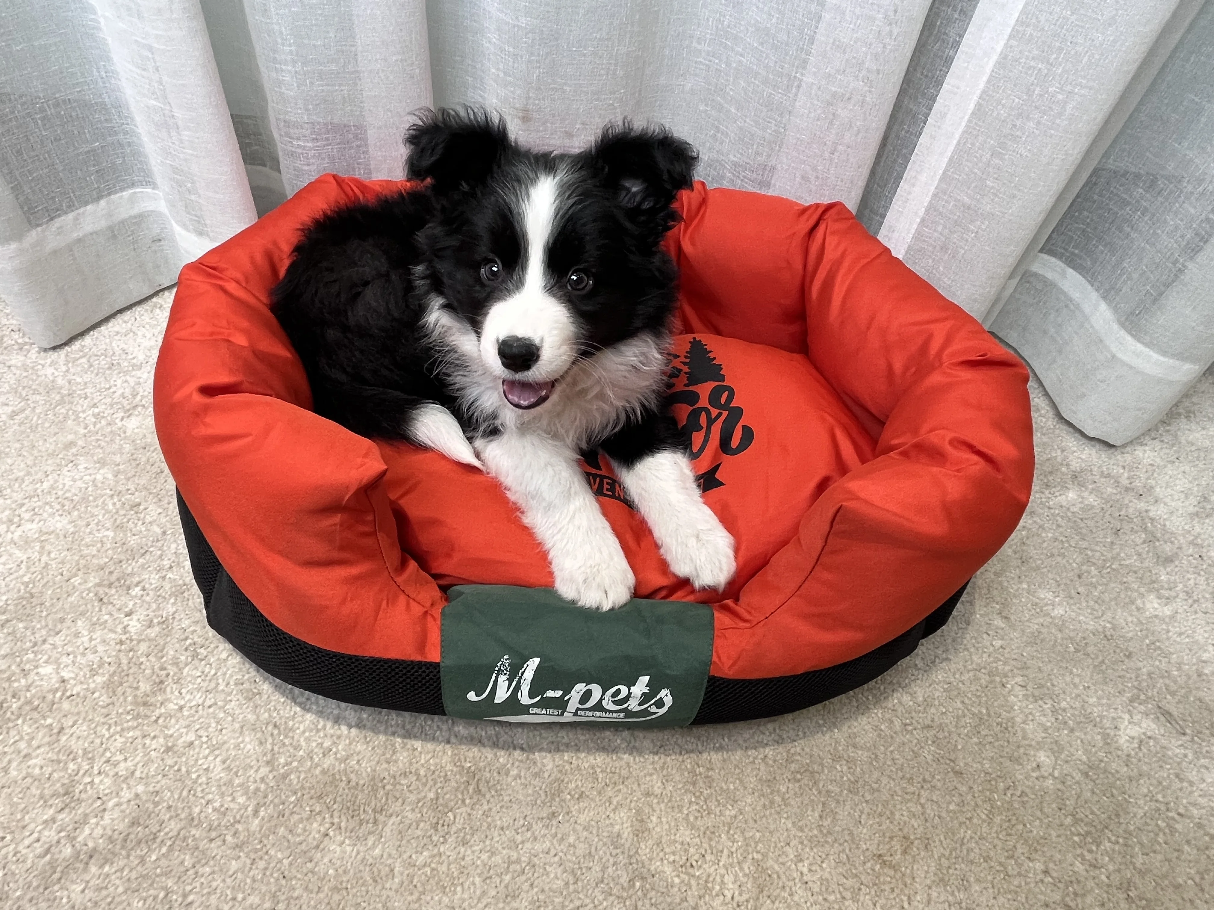 Perrera para perros y gatos de raza grande, cama lavable impermeable, resistente a los arañazos, pastor, Labrador, Retriever, Border Collie, 2022 - imagen 3