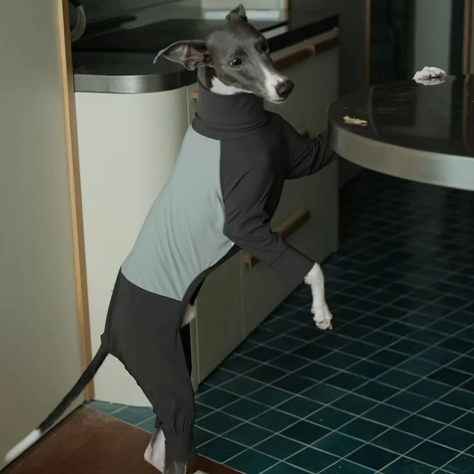Mono verano transpirable para Galgo Italiano – Secado rápido y resistente a insectos