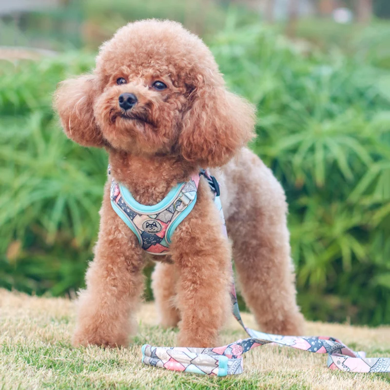 Arnés XLeiPet lujo - Material premium y elegante